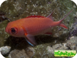 Myripristis kuntee 