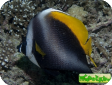 Heniochus singularius 