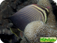Chaetodon baronessa 