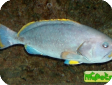 Epinephelus flavocaeruleus 