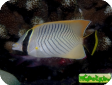 Chaetodon trifascialis 