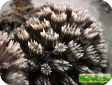 Galaxea sp. 
