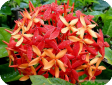 Ixora