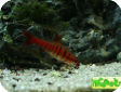 Barbus fasciolatus