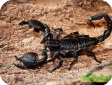 Pandinus imperator  