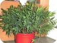 Pogonatherum
