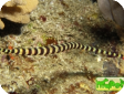 Doryrhamphus dactyliophorus 