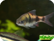 Puntius arulius (Barbus arulius, Capoeta arulius)