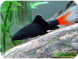 Labeo bicolor