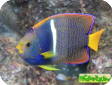 Holacanthus passer 