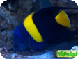 Pomacanthus asfur 