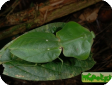 Choeradodis stalii 