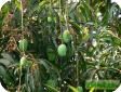 Mangifera