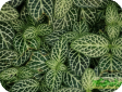 Fittonia Coem.