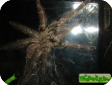 Poecilotheria pederseni  