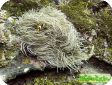 Heteractis crispa 