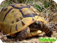 Testudo graeca (Сpедиземномоpская, Греческая) 