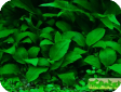 Anubias Barteri