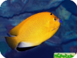 Apolemichthys trimaculatus 