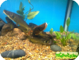 Horabagrus brachysoma