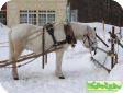 Хоккайдо пони (Hokkaido Horse, Japanese Native Horses) 
