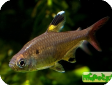 Pristella maxillaris (Pristella riddlei)