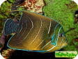 Pomacanthus semicirculatus 