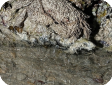 Pilumnus sp.