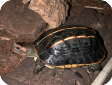 Melanochelys tricarinata (Трехкилевая)