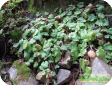 Tolmiea