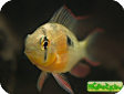 Microgeophagus altispinosus