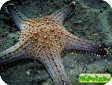 Pentaceraster sp.