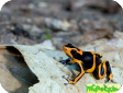 Ranitomeya summersi
