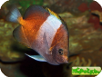 Hemitaurichthys zoster 