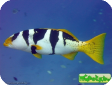 Plectropomus laevis 