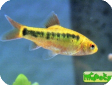 Puntius semifasciolatus (Barbus semifasciolatus) 
