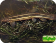 Misgurnus fossilis