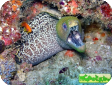 Gymnothorax undulatus 