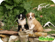 Английская овчарка (English Shepherd)