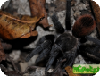 Brachypelma epicureanum