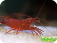 Lysmata wurdemanni 