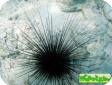 Diadema sp.