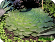 Aeonium