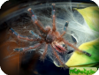 Iridopelma hirsutum