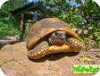 Geochelone denticulata 