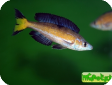 Cyprichromis microlepidotus