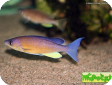 Cyprichromis pavo