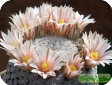Mammillaria