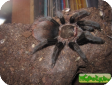 Brachypelma angustum