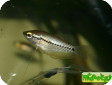 Trichogaster pectoralis